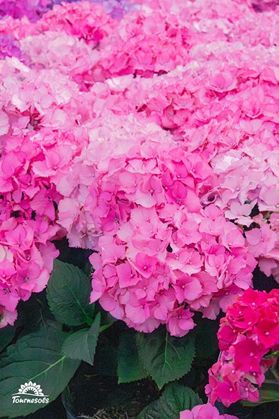 Nos pelargonium en jardinerie